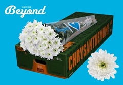 Chrysanth Spray Baltica 70cm 110gr.