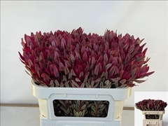 Leucadendron Jester 70cm