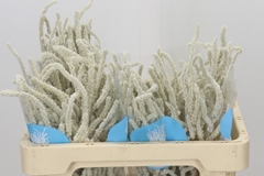 Amaranthus Lividus Yearming Desert 50cm