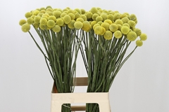 Craspedia Yellow 70cm
