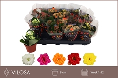 Kalanchoe Double Mix 8Ø 15cm