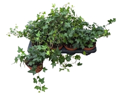Hedera Helix Diny 13Ø 40cm