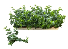Hedera Helix Shamrock 8Ø 15cm