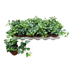 Hedera Helix Lady Kay 9Ø 7cm
