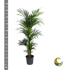 Howea Forsteriana 24Ø 170cm