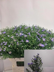 Aster Cassandra 85cm 70gr.