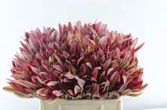 Leucadendron Jester 40cm