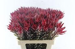 Leucadendron Salignum Blush 60cm