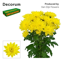 Chrysanth Spray Baltica Yellow 70cm 85gr.