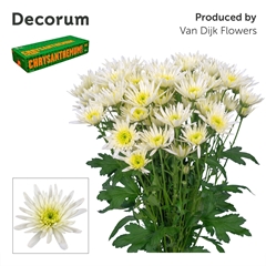 Chrysanth Spray Delianne White 70cm 75gr.