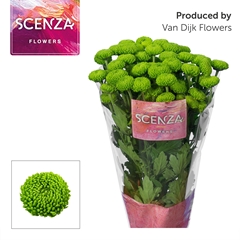 Chrysanth Spray Deligreen 70cm 75gr.