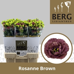 Eustoma Double Rosanne Brown 70cm