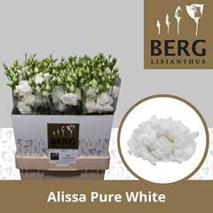 Eustoma Double Alissa Pure White 70cm