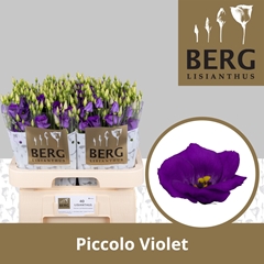 Eustoma Single Piccolo Violet 70cm