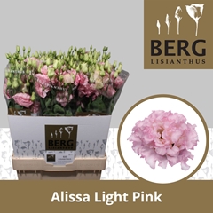 Eustoma Double Alissa Light Pink 70cm