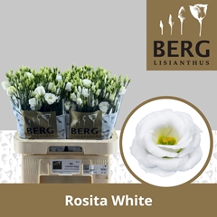 Eustoma Double Rosita White 70cm