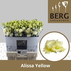 Eustoma Double Alissa Yellow 70cm