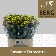 Eustoma Double Rosanne Terracotta 65cm
