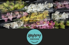 Cymbidium Mix 60cm