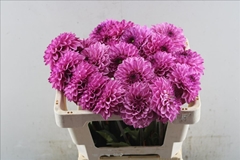 Dahlia Chicago 55cm
