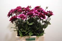 Dahlia Davina Michelle 55cm