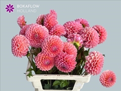 Dahlia Linda's Baby 60cm