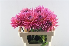 Dahlia Madeleine 60cm