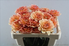 Dahlia Yvonne Geerlings 65cm