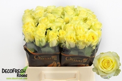 Rosa Minion Rose 40cm