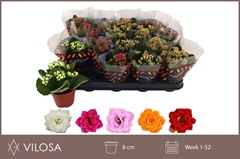 Kalanchoe Double Mix 8Ø 15cm