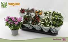 Chrysanth Mix 7 Colours 12Ø 25cm