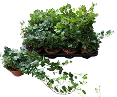 Hedera Helix Wonder 13Ø 40cm