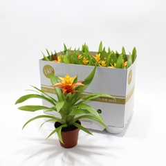Guzmania Flava 10Ø 30cm
