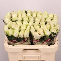 Rosa Athena 60cm