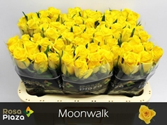 Rosa Moonwalk 60cm