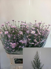 Aster Claudia 85cm 32gr.