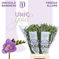 Freesia Double Allure 50cm 20gr.