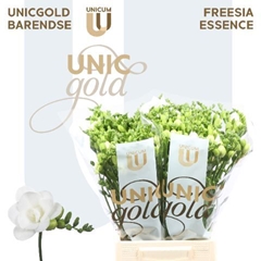 Freesia Double Essence 50cm 20gr.