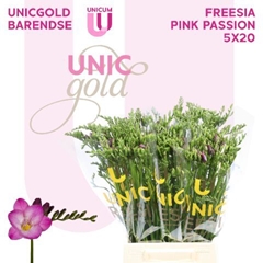 Freesia Single Pink Passion 50cm 20gr.