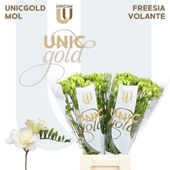 Freesia Double Volante 50cm 20gr.