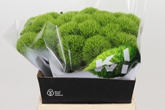 Dianthus Barb Kiwi Mellow 40cm