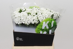 Dianthus Barb Kiwi Bunny 40cm