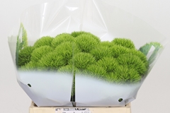 Dianthus Barb Kiwi Mellow 35cm