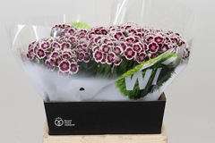 Dianthus Barb Kiwi Polka Maroon 40cm