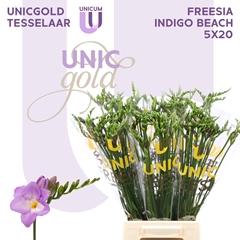 Freesia Single Indigo Beach 50cm 20gr.
