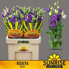 Eustoma Double Rosita Blue 70cm