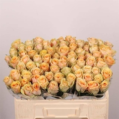 Rosa Alchemy 50cm