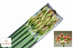Hippeastrum Ambiance 80cm