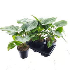 Homalomena Maggy 14Ø 45cm