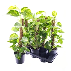 Epipremnum Moss Stick 16Ø 60cm